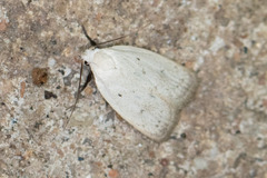 Inga cretacea