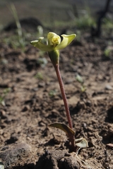 Disperis villosa