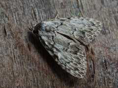Meganola strigula