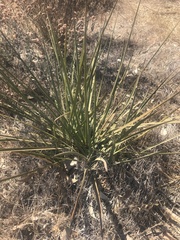 Asparagaceae
