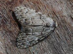 Meganola strigula