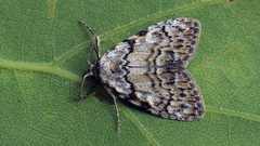 Meganola strigula