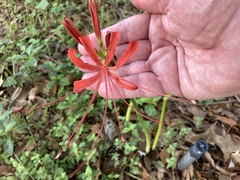 Lycoris radiata