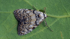 Meganola strigula