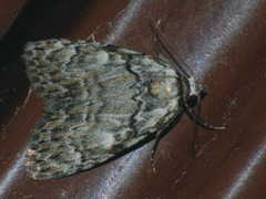 Meganola strigula