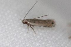 Battaristis nigratomella