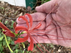Lycoris radiata