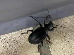 Calosoma