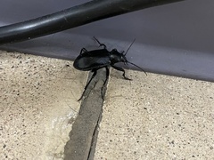 Calosoma