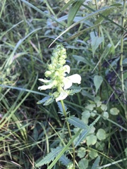 Pedicularis lanceolata