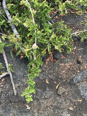 Osteomeles anthyllidifolia