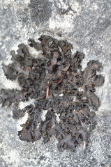 Lathagrium undulatum