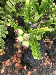 Osteomeles anthyllidifolia