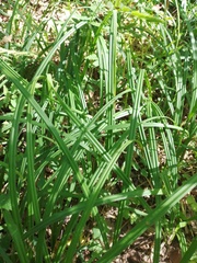 Carex pilosa