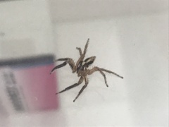 Plexippus paykulli