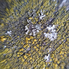 Phaeophyscia orbicularis