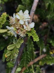 Osteomeles anthyllidifolia