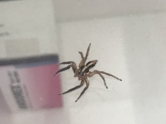 Plexippus paykulli