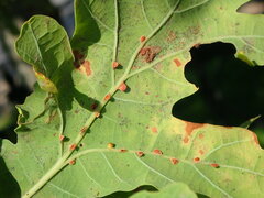 Neuroterus anthracinus