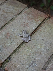Hyla versicolor