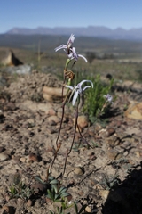 Disa biflora