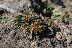 Euphorbia tuberosa