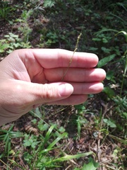 Lolium giganteum