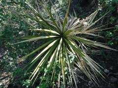 Yucca gigantea