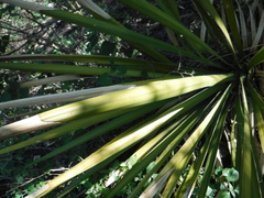 Yucca gigantea