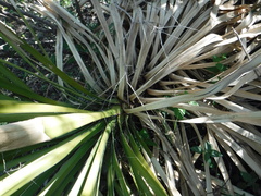 Yucca gigantea