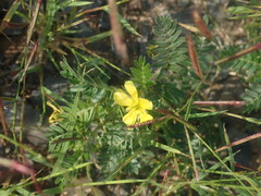 Tribulus terrestris