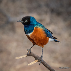 Lamprotornis superbus