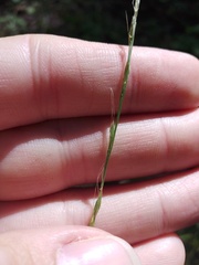 Lolium giganteum