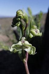 Disperis circumflexa circumflexa