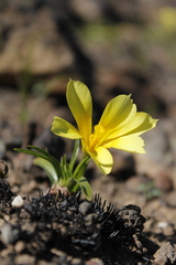 Moraea galaxia