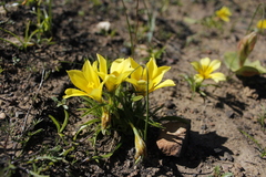 Moraea galaxia
