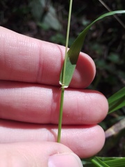 Lolium giganteum