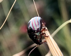 Chrysolina americana