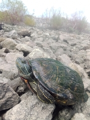 Trachemys scripta elegans