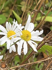 Leucanthemum maximum