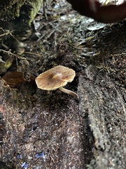 Bolbitius aleuriatus