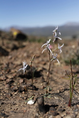 Disa biflora