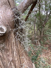 Tillandsia usneoides