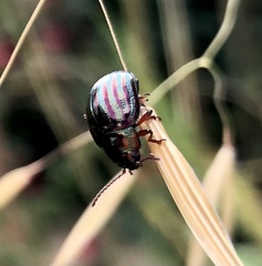 Chrysolina americana
