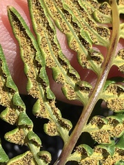 Pityrogramma austroamericana