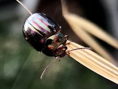 Chrysolina americana