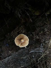 Bolbitius aleuriatus