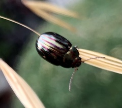 Chrysolina americana