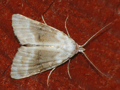 Nola aerugula