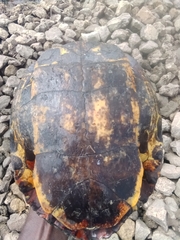 Trachemys scripta elegans